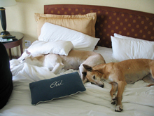 pet friendly hotels